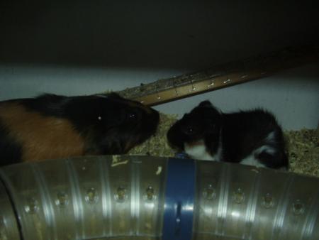 Carlo & Kiss